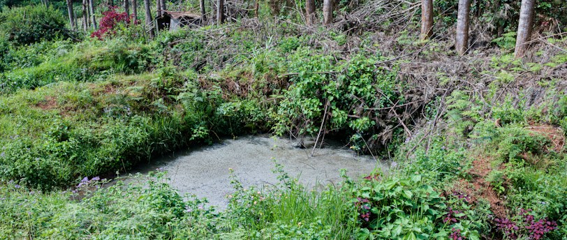 A lush green landscape with dense vegetation surrounding a small pond. Tall trees with thin trunks are grouped in the background, and there are various shrubs and plants with vibrant leaves and flowers in the foreground. The scene conveys a sense of rich biodiversity and natural growth.
