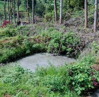 A lush green landscape with dense vegetation surrounding a small pond. Tall trees with thin trunks are grouped in the background, and there are various shrubs and plants with vibrant leaves and flowers in the foreground. The scene conveys a sense of rich biodiversity and natural growth.